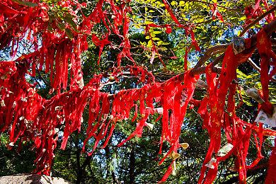 体育管理游戏《Pro Cycling Manager 2024》Steam页面上线 6月6日发售